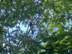 Cyanocorax cyanopogon