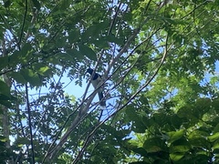 Cyanocorax cyanopogon