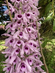 Dendrobium anosmum
