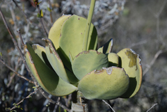Kalanchoe grandidieri