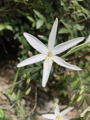 Anthericum liliago