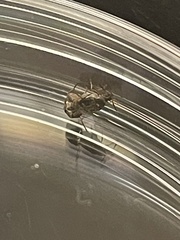 Callosobruchus maculatus