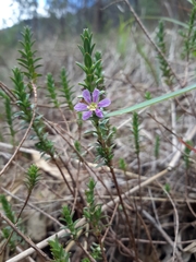 Lythrum gracile
