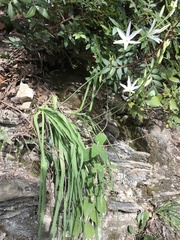 Anthericum liliago