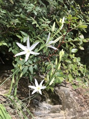 Anthericum liliago