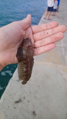 Parablennius tentacularis