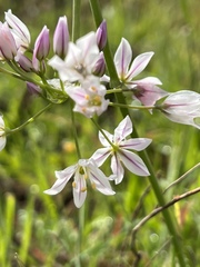 Allium massaessylum