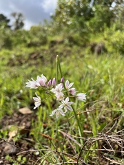 Allium massaessylum
