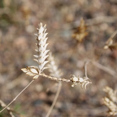 Tetramerium nervosum