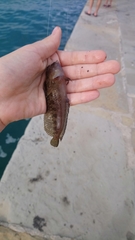 Parablennius tentacularis