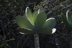 Kalanchoe grandidieri