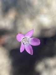 Gilia tenuiflora