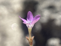 Gilia tenuiflora
