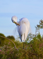 Ardea alba