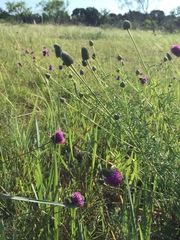 Dalea purpurea
