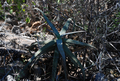 Aloe divaricata