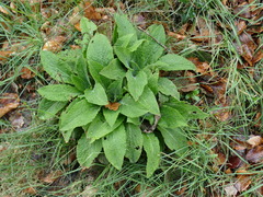 Digitalis purpurea
