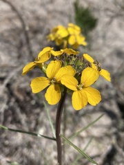 Erysimum teretifolium
