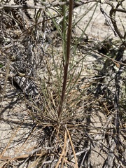 Erysimum teretifolium