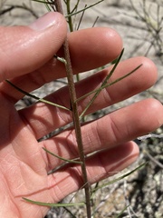 Erysimum teretifolium