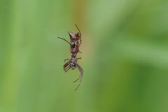 Micrathena swainsoni