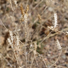 Tetramerium nervosum