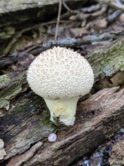 Lycoperdon caudatum
