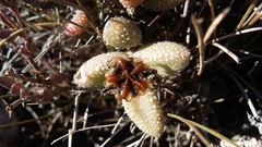 Delosperma echinatum