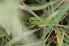 Dichromorpha australis