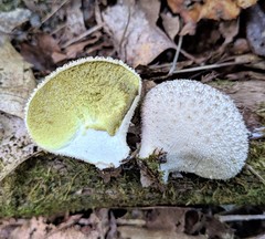 Lycoperdon caudatum