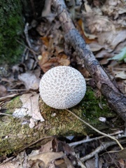 Lycoperdon caudatum