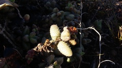 Delosperma echinatum