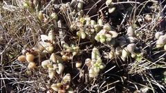 Delosperma echinatum