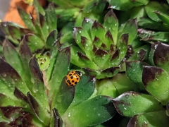 Harmonia axyridis