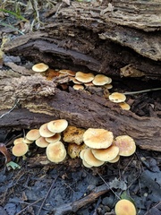 Pholiota prolixa