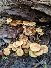 Pholiota prolixa