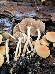 Pholiota prolixa