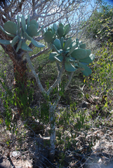 Kalanchoe grandidieri