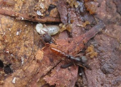 Stigmatomma pallipes