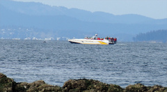 Eschrichtius robustus