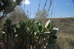 Kalanchoe grandidieri