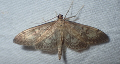 Anania lancealis