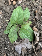 Verbascum phoeniceum
