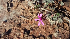 Pelargonium reniforme