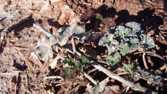 Pelargonium reniforme