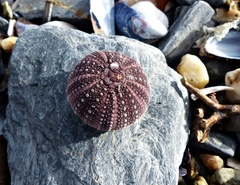 Pseudechinus magellanicus