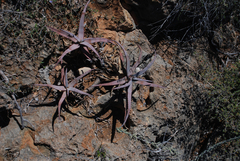 Aloe divaricata
