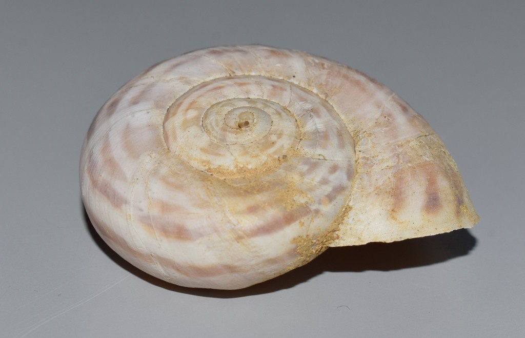 Codringtonia intusplicata