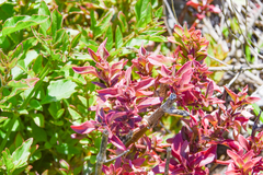 Iresine diffusa herbstii