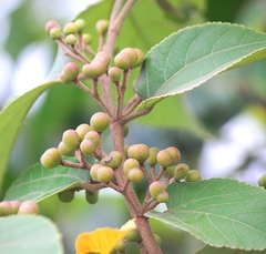 Grewia tiliifolia